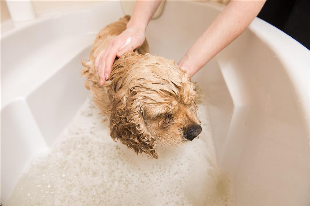 Ill. vasking av hund | Mostphotos - Klikk for stort bilete